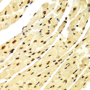 Histone H3 Antibody (Di-Methyl-Lys79)