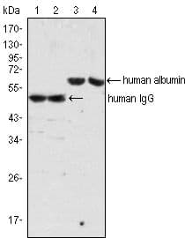 Mouse Anti-Human IgG Secondary Antibody (clone 4D2D9G8)
