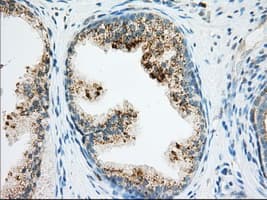 RAB17 Antibody (clone OTI4E7, Carrier-free)
