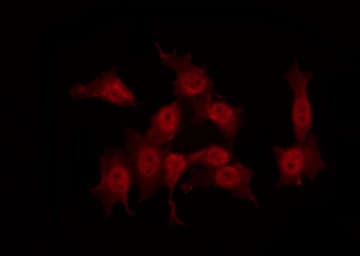 CRK Antibody (phospho-Tyr221)