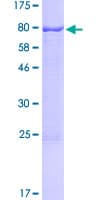 Human NR6A1 / GCNF Protein (Recombinant GST)