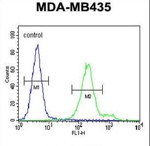 OR6V1 Antibody (aa242-270)