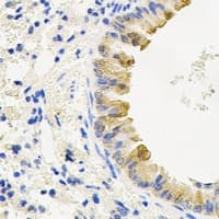 ATG3 Antibody
