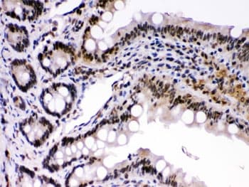 REL / C-Rel Antibody