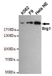 SMARCA4 / BRG1 Antibody