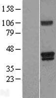 Human HMOX2 / Heme Oxygenase 2 Protein (Over-Expression Lysate Myc-DDK (Flag))