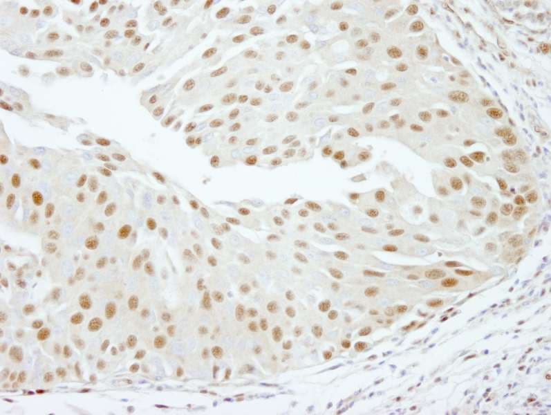 SCAF8 Antibody (aa1221-C-term)