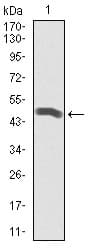 Monoclonal Mouse anti-Human PLK1 / PLK-1 Antibody (clone 3C11, IHC, WB)