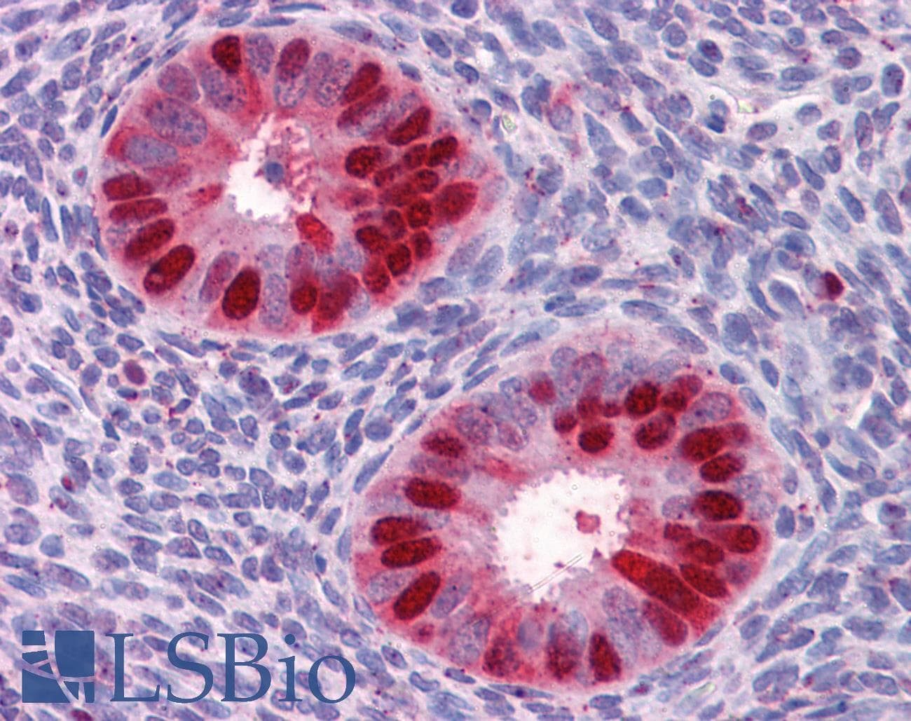 IHC-plus™ DUT / DUTPase Antibody (clone 1C9)