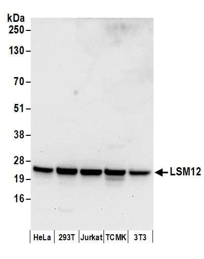 LSM12 Antibody (aa1-50)