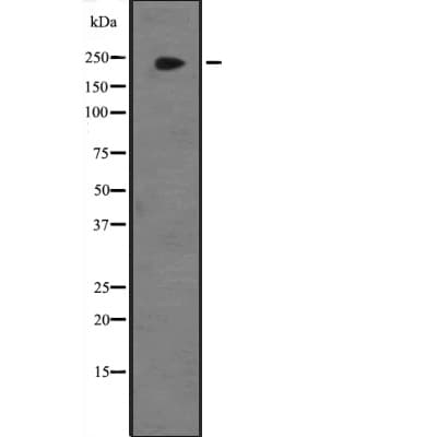 KDM3B / JMJD1B Antibody