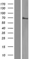 MBD1 Protein (Over-Expression Lysate Myc-DDK (Flag))