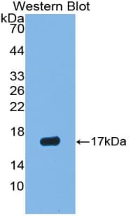 VEGFA / VEGF Antibody (aa28-191)