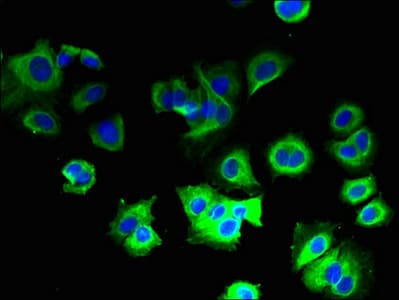 COX5B Antibody