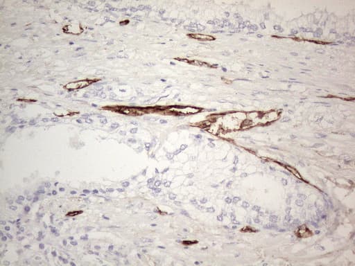 CD34 Antibody (aa312-385, clone OTI11A5)