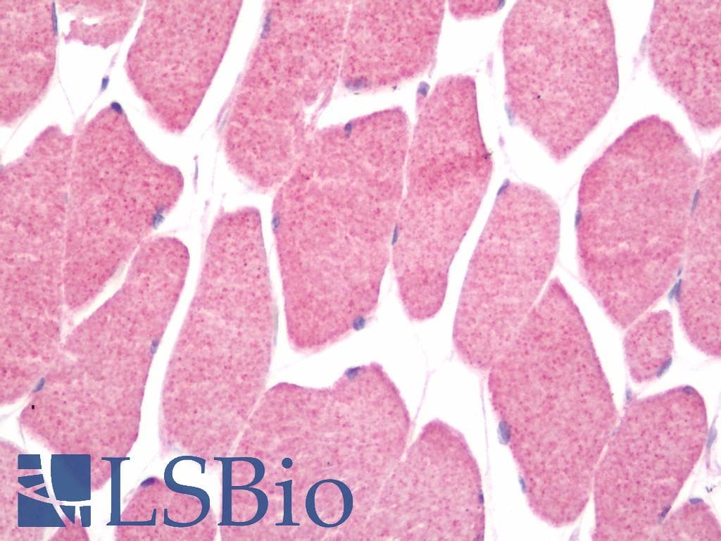 IHC-plus™ AUTL1 / ATG4C Antibody