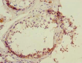 PK2 / PROK2 Antibody