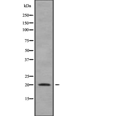 IMMP2L Antibody
