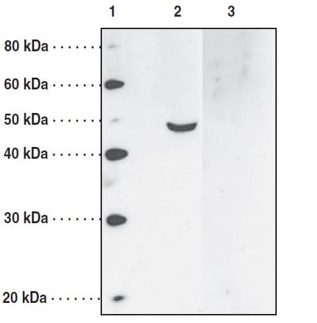 O3FAR1 / GPR120 Antibody (aa28-40)