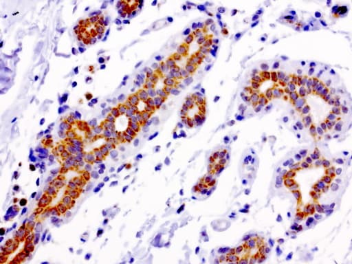 Monoclonal Mouse anti-Human MRPS34 Antibody (clone UMAB125, IHC, IF, WB)