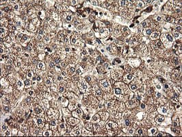 TUBAL3 Antibody (aa150-446, clone OTI1G6, Carrier-free)