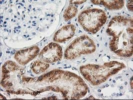 AK4 / Adenylate Kinase 4 Antibody (clone OTI5E7, Carrier-free)