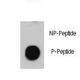 Polyclonal Rabbit anti-Human ATM Antibody (phospho-Ser1981, IF)