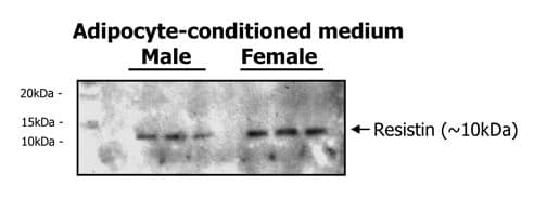 RETN / Resistin Antibody