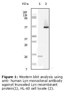 Monoclonal Mouse anti-Human LYN Antibody (clone 2H8D7, WB)