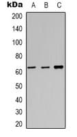 FOS / c-FOS Antibody