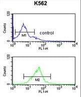EIF3G Antibody (aa209-238)
