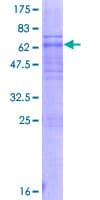 Human DNAJB7 Protein (Recombinant GST)