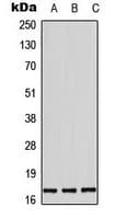 Histone H3 Antibody (phospho-Thr11)