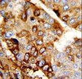 DERL2 / Derlin-2 Antibody (aa191-218)