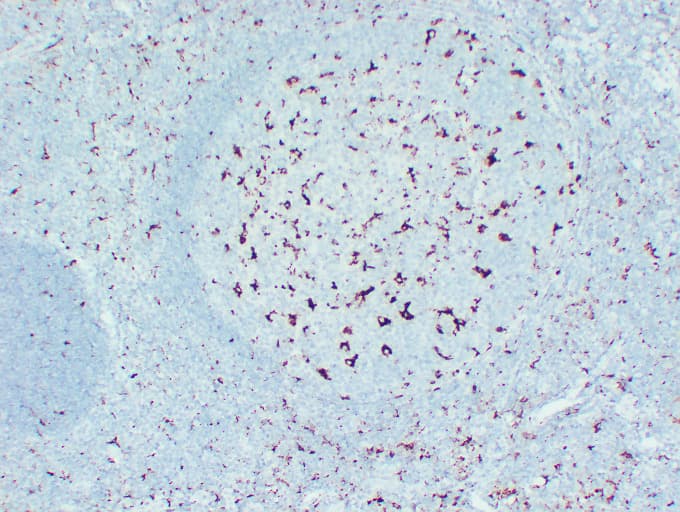 CD68 Antibody (clone ABT-CD68)