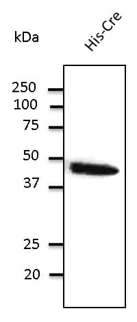 Cre Recombinase Antibody
