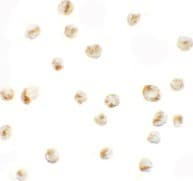 IHC-plus™ PRICKLE4 Antibody
