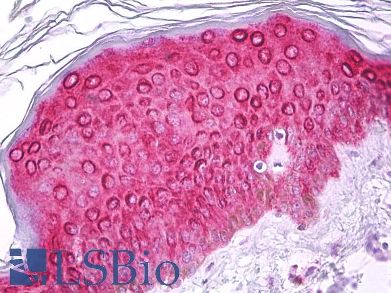 IHC-plus™ FOS / c-FOS Antibody (aa201-250)