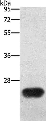 BCAS4 Antibody