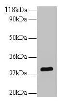 BDNF Antibody