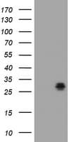 BCL10 / BCL-10 Antibody (clone OTI9C2, Carrier-free)