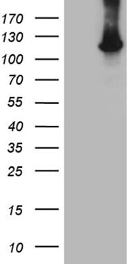 HACE1 Antibody (clone OTI3F5)