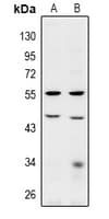 BRCC45 / BRE Antibody