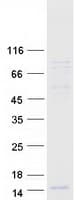 Human GNG8 Protein (Recombinant Myc-DDK (Flag))