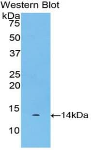 MSTN / GDF8 / Myostatin Antibody (aa267-375)