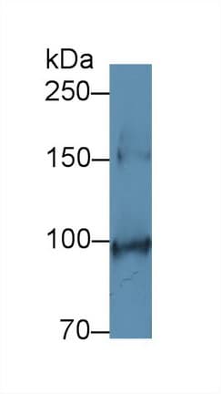 c-Kit / CD117 Antibody (aa343-527, Cy3)