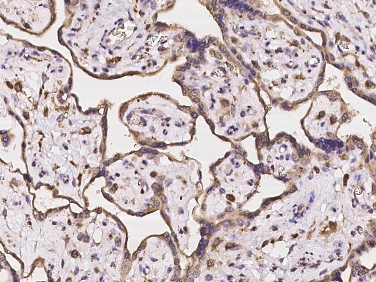 HERC2 Antibody