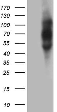 PLA2G3 Antibody (aa409-509, clone OTI4F2)