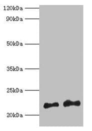 Polyclonal Rabbit anti-Rat HRAS / H-Ras Antibody (WB)