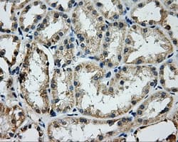 GRIPAP1 / GRASP1 Antibody (clone OTI2C11)